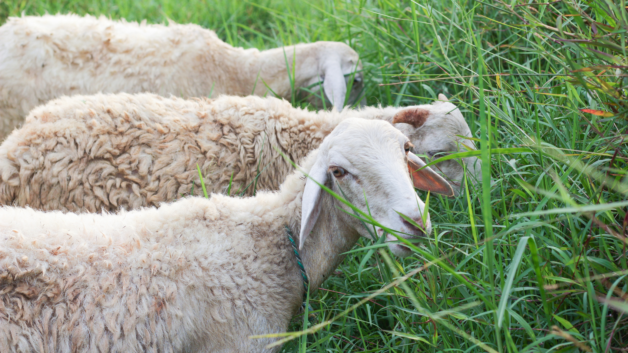 Three sheep eat grass in fields