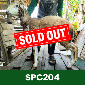 Hewan Kurban Domba Spesial - SPC204
