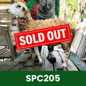 Hewan Kurban Domba Spesial - SPC205