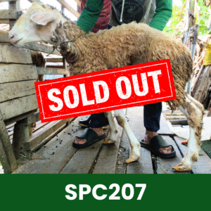 Hewan Kurban Domba Spesial - SPC207