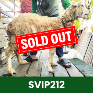 Hewan Kurban Domba Super VIP – SVIP212