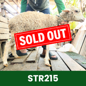 Hewan Kurban Domba Starter – STR215