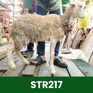 Hewan Kurban Domba Starter – STR217