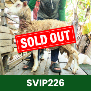 Hewan Kurban Domba Super VIP – SVIP226