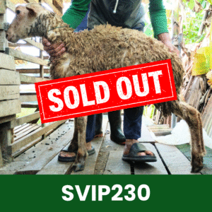 Hewan Kurban Domba Super VIP – SVIP230
