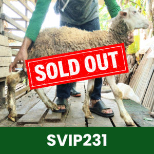 Hewan Kurban Domba Super VIP – SVIP231