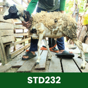 Hewan Kurban Domba Standar- STD232