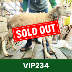 Hewan Kurban Domba VIP – VIP234