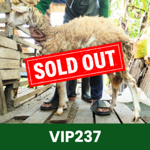 Hewan Kurban Domba VIP – VIP237