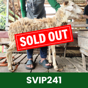 Hewan Kurban Domba Super VIP – SVIP241