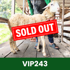 Hewan Kurban Domba VIP – VIP243