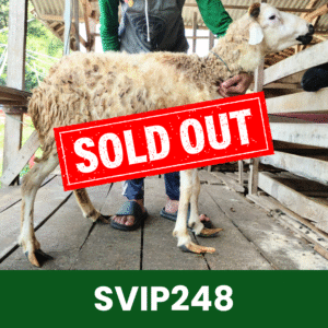Hewan Kurban Domba Super VIP – SVIP248