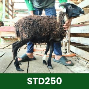 Hewan Kurban Domba Standar- STD250