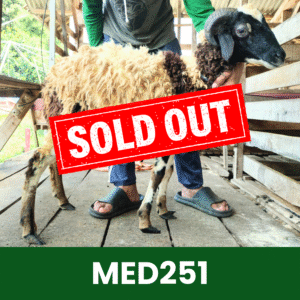 Hewan Kurban Domba Medium- MED251