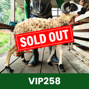 Hewan Kurban Domba VIP – VIP258