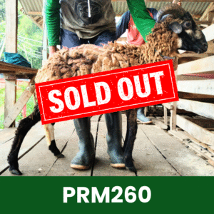 Hewan Kurban Domba Premium – PRM260