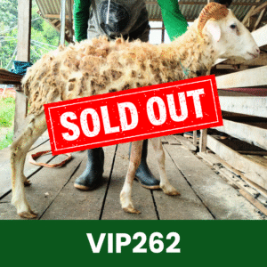 Hewan Kurban Domba VIP – VIP262