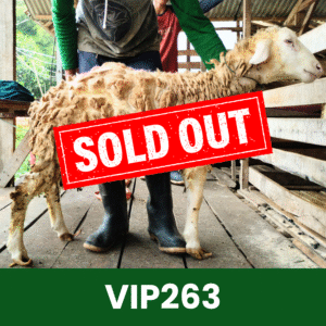 Hewan Kurban Domba VIP – VIP263