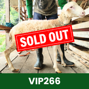 Hewan Kurban Domba VIP – VIP266