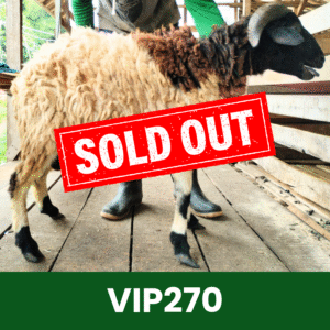 Hewan Kurban Domba VIP – VIP270