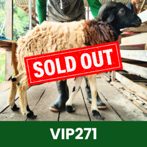 Hewan Kurban Domba VIP – VIP271