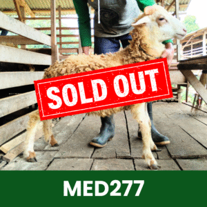 Hewan Kurban Domba Medium- MED277