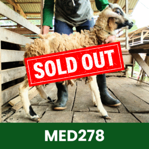Hewan Kurban Domba Medium- MED278