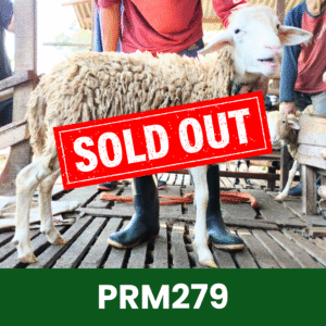 Hewan Kurban Domba Premium – PRM279