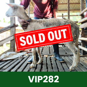 Hewan Kurban Domba VIP – VIP282
