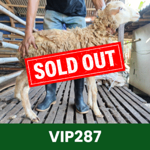 Hewan Kurban Domba VIP – VIP287