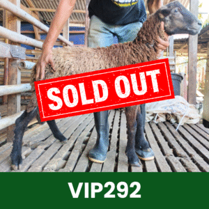 Hewan Kurban Domba VIP – VIP292