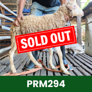 Hewan Kurban Domba Premium – PRM294