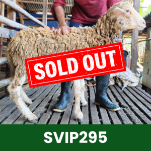 Hewan Kurban Domba Super VIP – SVIP295