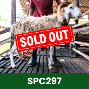 Hewan Kurban Domba Spesial – SPC297