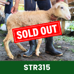 Hewan Kurban Domba Starter – STR315