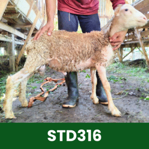 Hewan Kurban Domba Standar- STD316
