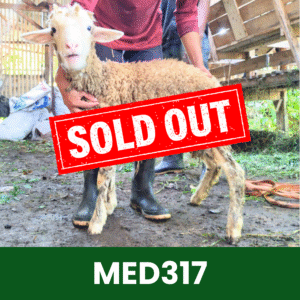Hewan Kurban Domba Medium- MED317