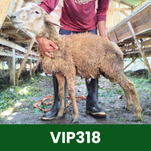 Hewan Kurban Domba VIP – VIP318