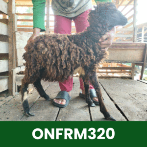 Hewan Kurban Domba On Farm- ONFRM320