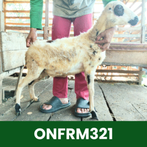 Hewan Kurban Domba On Farm- ONFRM321