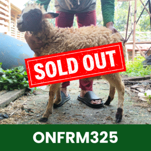 Hewan Kurban Domba On Farm- ONFRM325