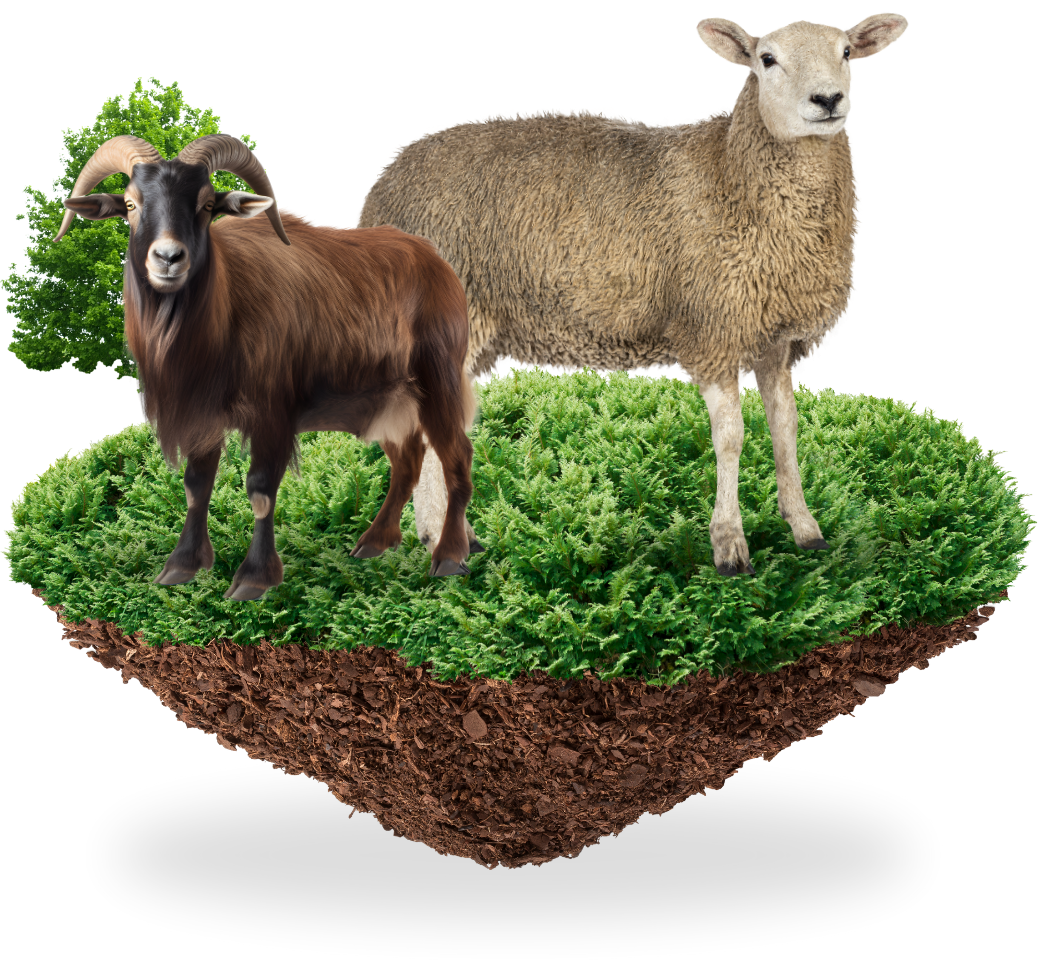 Banner Qurban Iwul Farm 2025