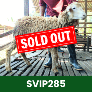 Hewan Kurban Domba Super VIP – SVIP285