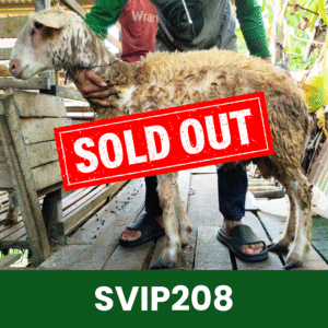 Hewan Kurban Domba Super VIP - SVIP208
