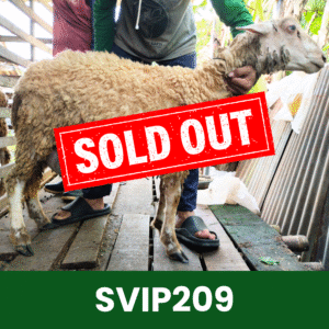 Hewan Kurban Domba Super VIP - SVIP209