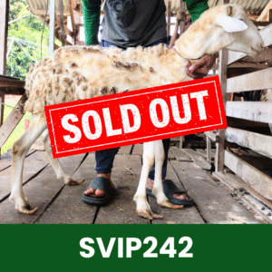 Hewan Kurban Domba Super VIP – SVIP242