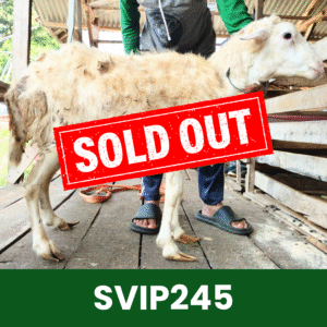 Hewan Kurban Domba Super VIP – SVIP245