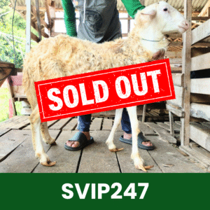 Hewan Kurban Domba Super VIP – SVIP247