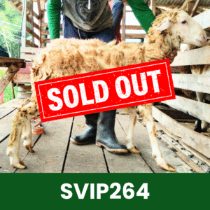 Hewan Kurban Domba Super VIP – SVIP264