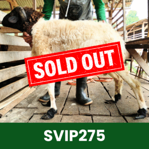 Hewan Kurban Domba Super VIP – SVIP275